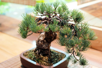 Dwarf pine bonsai in a pot