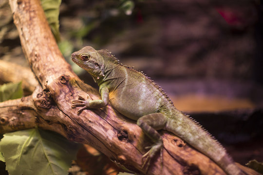 Live wild reptiles lizards shot close-up in nature 