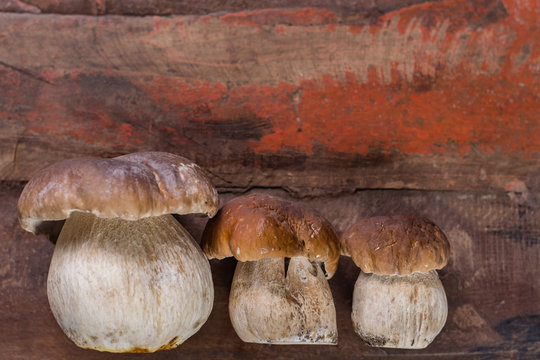 Wild edible raw mushrooms Boletus Edulis, tasty ingredient for many vegetarian dishes, close up. copy space top view