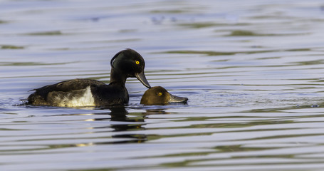 wild duck