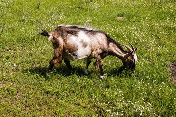 Naklejka na ściany i meble A young goat with white and brown wool grazing on the grass on a summer day.