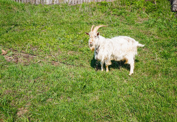 Obraz premium A white goat grazing on the grass near a summer fence