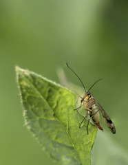 Scorpion Fly
