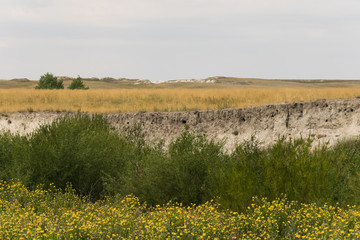 Fototapeta premium Nests of Swifts in the ground