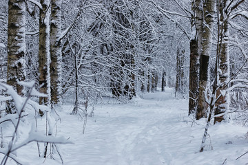 winter forest covered snow