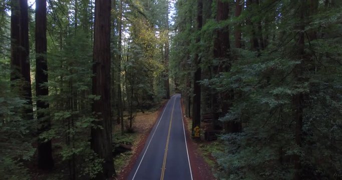 Aerial shot between giant redwood trees in Northern California