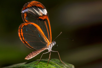 Naklejka premium Greta Oto, transparent winded butterfly lying on a green leaf