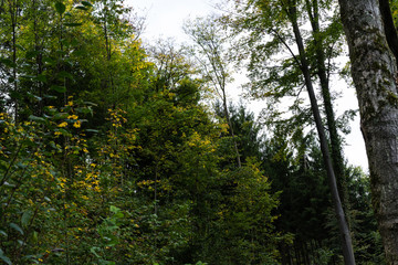 forrest scene in autumn on a rainy day