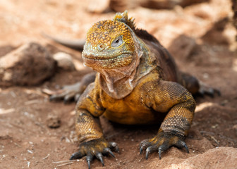 Galapagos Islands