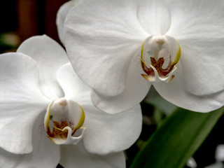 Orchids