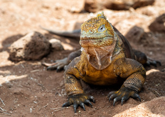 Galapagos Islands