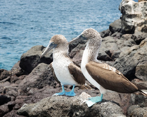 Galapagos Islands
