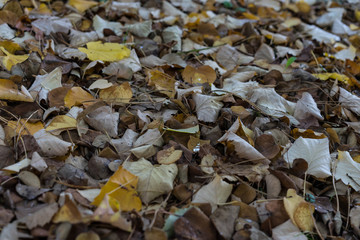 fall ground full of brown and yellow leaves