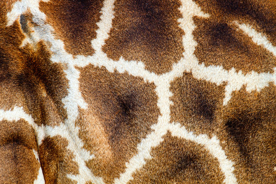 Giraffe skin