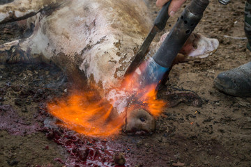 Burned hair cleaning on a slaughter pig in a rural area