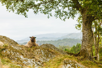 Sheeps on rock hill