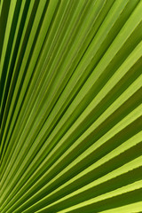 Lines and textures of Green Palm leaves