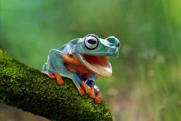 Tree frog open mouth