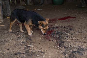 crime scene. The dog takes the trail. A pool of blood on the ground