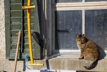 The cat by the window