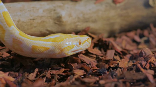 Yellow snake show tongue in a terrarium