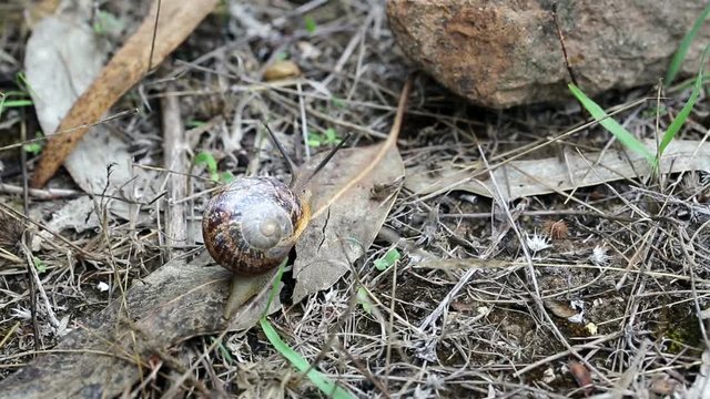 Brown snail crawling on dry leaves and climbing a rock - three different scenes