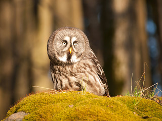 Great grey owl in forest on the rock with moss - Strix nebulosa
