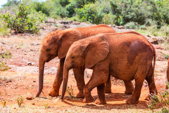 Wild baby elephants in Africa