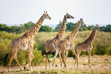 Naklejka na ściany i meble Giraffes in safari park