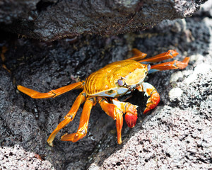 Galapagos Islands Cancer