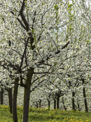 blossoming fruit trees in spring