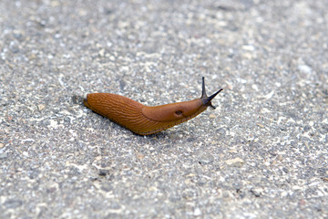 Nacktschnecke
