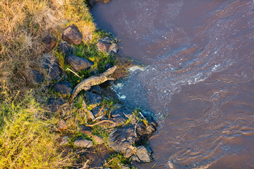 Crocodile at Mara river