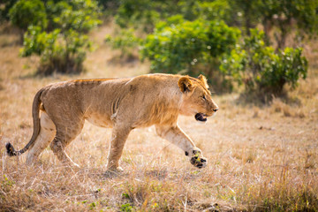 Naklejka na ściany i meble Female lion in Africa