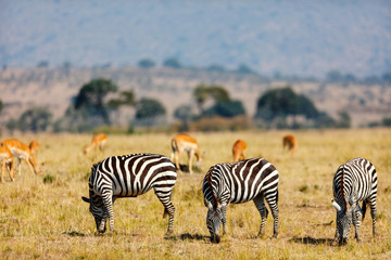 Fototapeta na wymiar Zebras in safari park