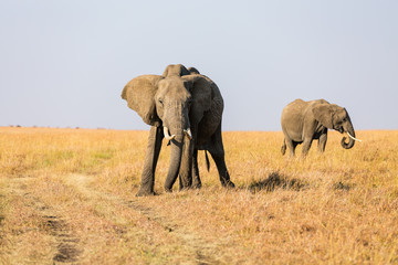 Elephants in Africa