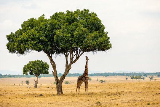 Giraffe in safari park