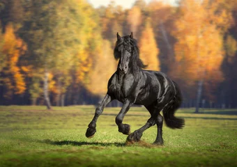 Fotobehang Big black horse runs in the forest background © ashva