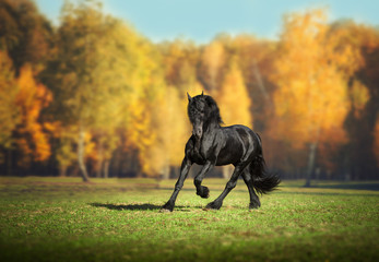 Fototapeta premium Duży czarny koń fryzyjski biegnie w tle lasu