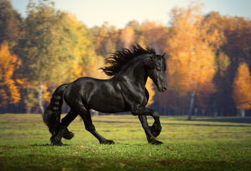 Naklejka premium Duży czarny koń biegnie w tle lasu