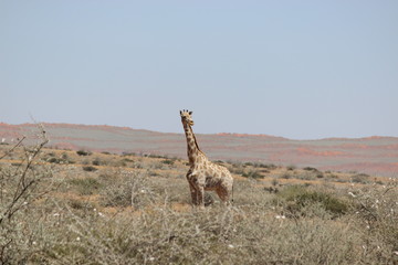 Kalahari Giraffe