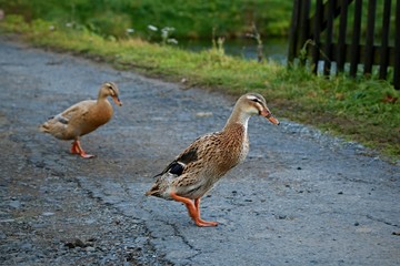 Two female ducks of Indian Runner on the road with green grass and fence in the background