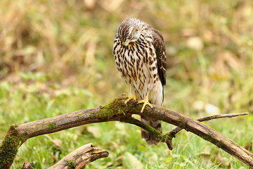 Birds of prey - Young northern goshawk (Accipiter gentilis). Wildlife scenery, Slovakia, Europe.