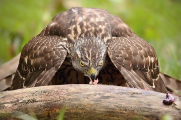 Birds of prey - Young northern goshawk (Accipiter gentilis). Wildlife scenery, Slovakia, Europe.