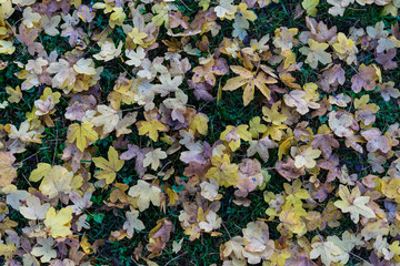 colorful leaves in autumn fall season on deep green meadow