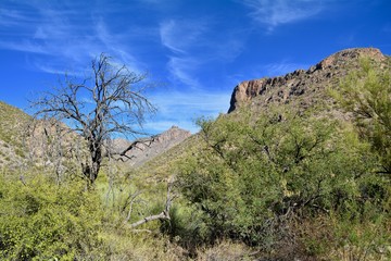 Fototapeta na wymiar Sabino Canyon Recreation Area Coronado National Forest Tucson Arizona