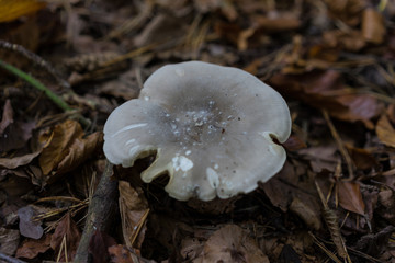 white mushroom in forest surrouned by brown leaves