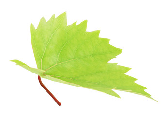 Fresh green grape leaf isolated with clipping path