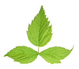 Naklejka na ściany i meble Fresh green leaf isolated with clipping path