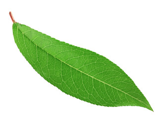 Fresh green leaf isolated with clipping path